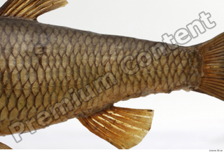 Common chub Squalius cephalus belly body fin 0001.jpg